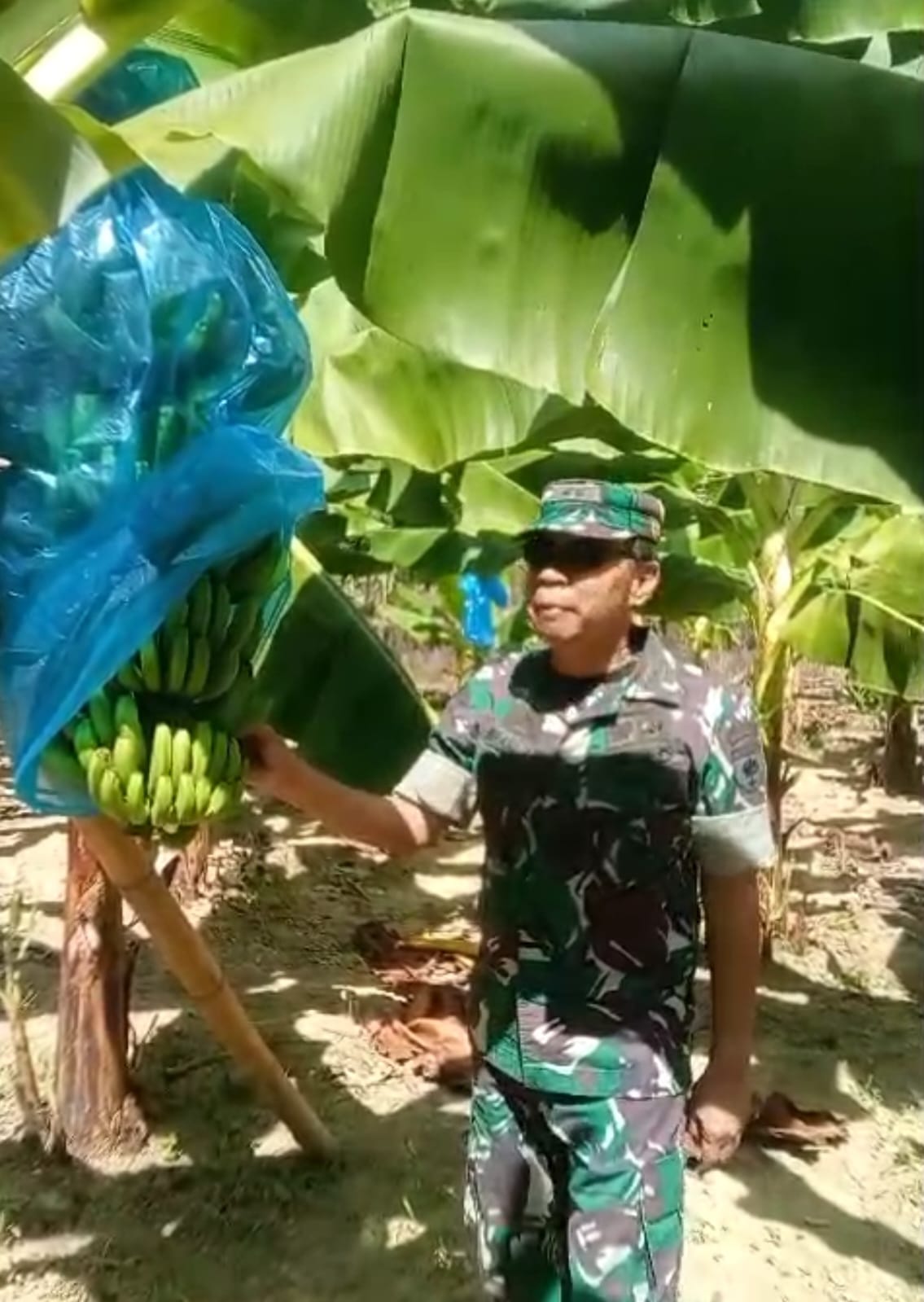 Program Cavendish Pj Bahtiar Berhasil,Petani Sulbar Akan Panen, Raup 1 Miliar